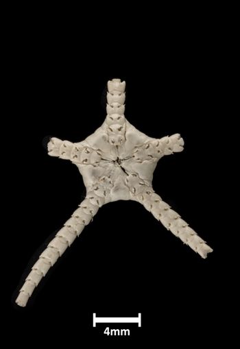 Media type: image;   Invertebrate Zoology OPH-677 Description: Bottom of brittle star with mouth visible.;  Aspect: ventral
